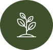 Plantação Plantação